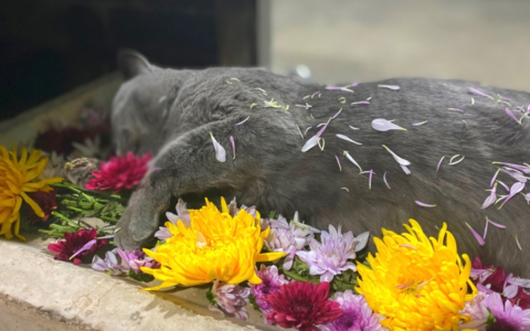 宠物殡葬行业_一个冷门暴利的行业