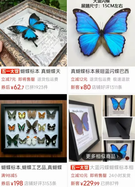 抖音卖蝴蝶标本项目分享插图3