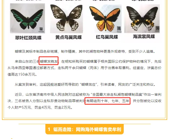 抖音卖蝴蝶标本项目分享插图4