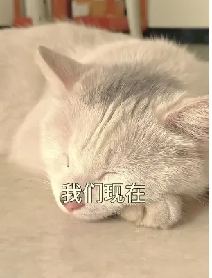 教猫咪读书的方式做抖音带货项目分析插图2