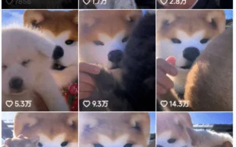 抖音平台卖宠物的推广套路分享（宠物博主流量密码）